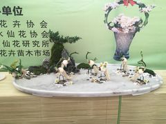 -龙大花卉苗木市场