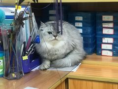 -pd派德宠物中心医院24H急重症·眼科中心·血液透析中心(嵩山北路店)