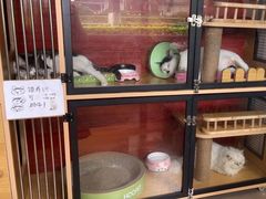 -御宝贝·A梦猫科宠物医院(国际猫友好医院)