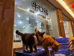 -福合埕牛口福·牛肉火锅·牛肉丸