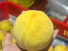 -樂桃源奉贤黄桃种植采摘基地