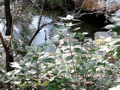 -沂蒙山旅游区云蒙景区(蒙山国家森林公园)