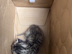 -格蕾宠物医院24H·猫科·肿瘤科·骨科中心(福州总院)