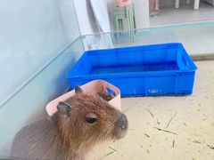-怪兽屋·羊驼·猫咖·狗咖(俊华广场店)