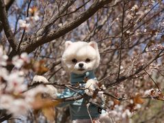 -超宠爱宠物摄影-Super pet