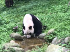 -都江堰中华大熊猫苑