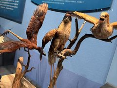 -国家自然博物馆