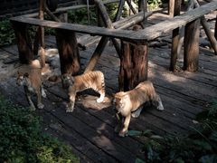 -广州长隆野生动物世界