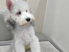 -安安宠医宠物医院·异宠·犬猫内科(岳阳分院)
