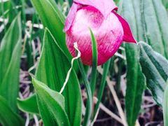 iphone_upload_pic-白草畔自然风景区