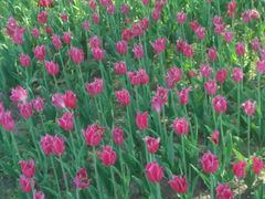 -长春公园(普阳街道)