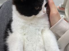 -Heymao猫咖.咖啡厅(东门店)