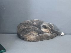 -鼓捣猫呢主题猫咖店