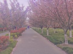 -高东镇樱花园