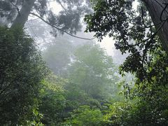 -天目山大树王景区