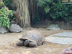 -广州长隆飞鸟乐园