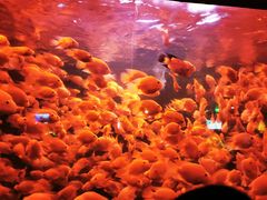 -太平洋海底世界