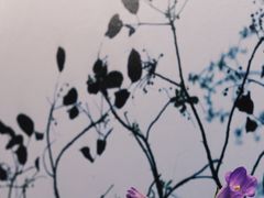 -素咫咖啡CLIFEROSE