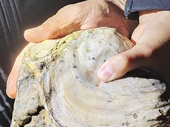 -怀托摩萤火虫洞