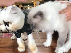 -more than meow吴止猫主题餐厅(承德 中船汇店)