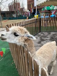 -萌宠亲子动物乐园(槐房万达店)