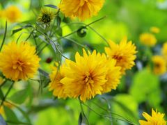 -西岭雪山大飞水景区