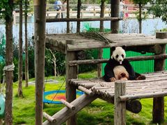 -西霞口神雕山野生动物世界