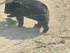 -哈尔滨北方森林动物园