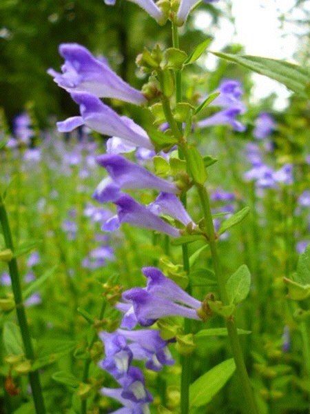 半枝莲(学名:scutellaria b