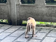 -黔灵山公园