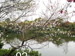 -桃花岛景观公园