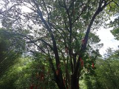 -广州白江湖森林公园