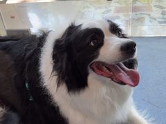 -顺强宠物诊所·狂犬免疫·夜诊·骨科(嘉定店)