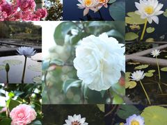 -中国科学院华南植物园