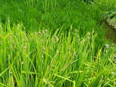 -成都市活水公园