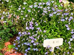 -东莞植物园