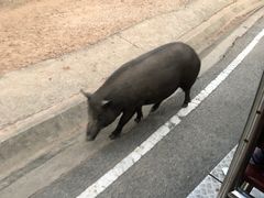 -清迈夜间动物园