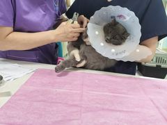 -北京观赏动物医院·24小时大型综合·猫专科·异宠专科