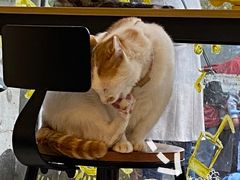 -平行世界·猫咖(首经贸店)