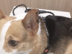 -申普宠物医院·眼科·心内科·影像科(普陀分院)