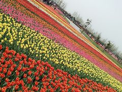 -荷兰花海
