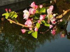 -海棠花溪(元大都城垣遗址公园)