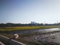 -长洲岛