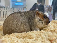 -怪兽屋·羊驼·猫咖·狗咖(俊华广场店)