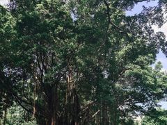 -晓港公园