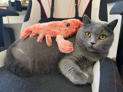 -lincat·猫舍(广州店)