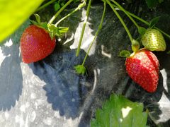 -会江钓鱼钓虾烧烤场