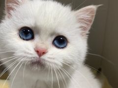 -东方名猫馆·英短金渐层布偶猫舍(环线广场1号楼店)