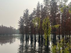 -白鹭湾湿地公园