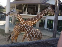 -清迈夜间动物园